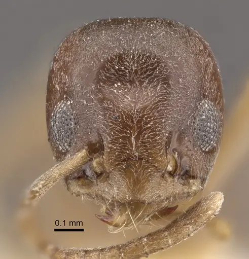 Tapinoma sinense specimen CASENT0917850 image casent0917850_3