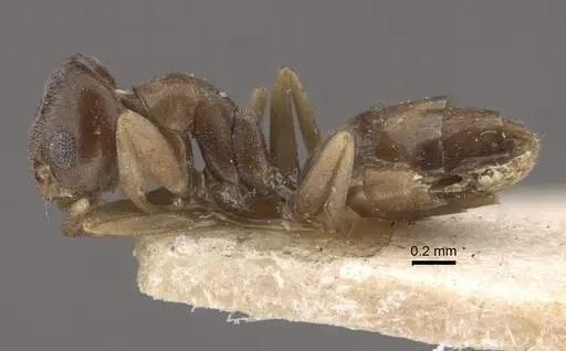 Tapinoma sinense specimen CASENT0917850 image casent0917850_4