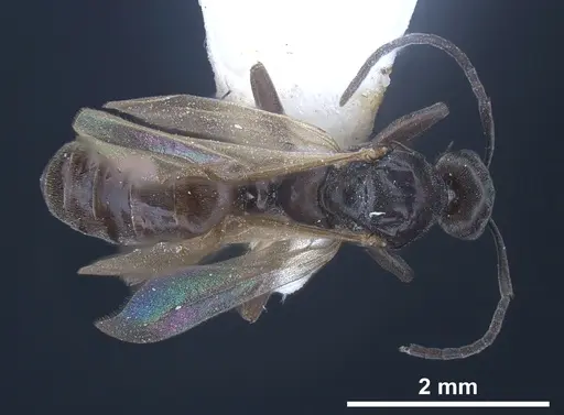 Tapinoma subboreale specimen ANTWEB1041294 image antweb1041294_1