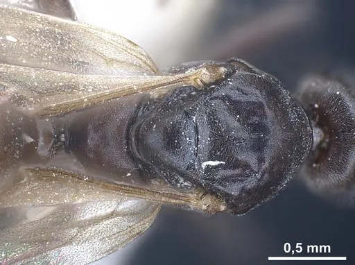 Tapinoma subboreale specimen ANTWEB1041294 image antweb1041294_2