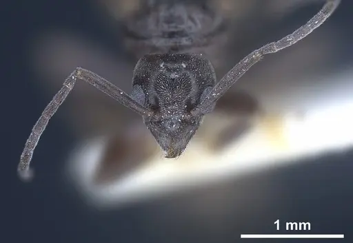 Tapinoma subboreale specimen ANTWEB1041294 image antweb1041294_4