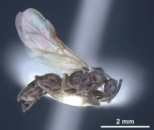 Tapinoma subboreale specimen ANTWEB1041294 image antweb1041294_5