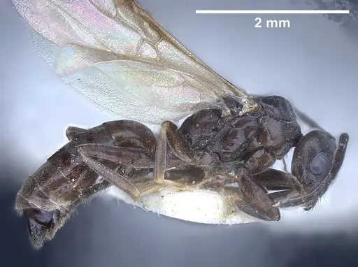 Tapinoma subboreale specimen ANTWEB1041294 image antweb1041294_6