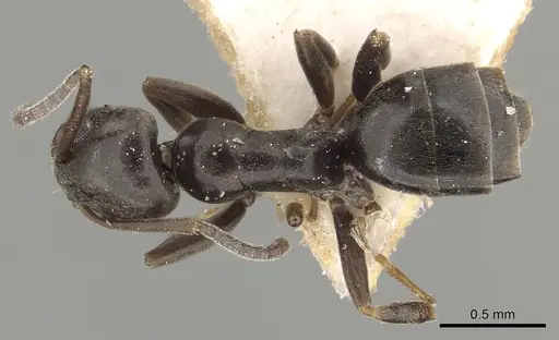 Tapinoma subboreale specimen CASENT0280681 image casent0280681_1