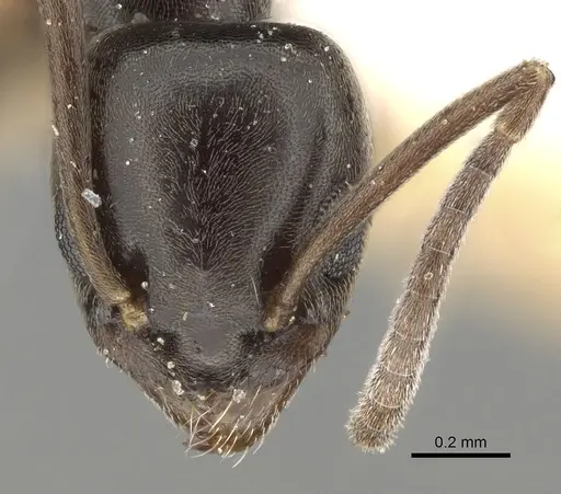 Tapinoma subboreale specimen CASENT0280681 image casent0280681_2