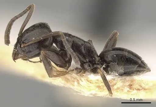 Tapinoma subboreale specimen CASENT0280681 image casent0280681_3