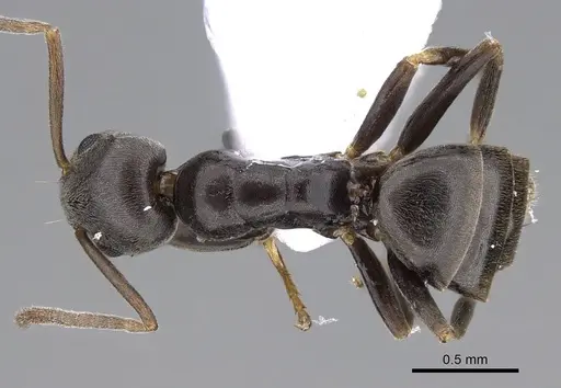 Tapinoma subboreale specimen CASENT0914256 image casent0914256_1