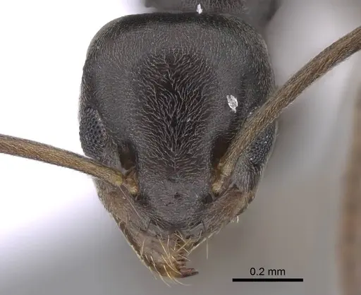 Tapinoma subboreale specimen CASENT0914256 image casent0914256_2