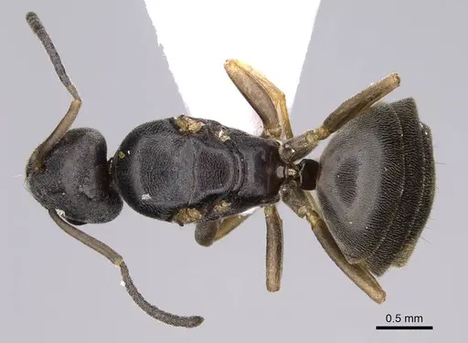 Tapinoma subboreale specimen CASENT0914257 image casent0914257_1