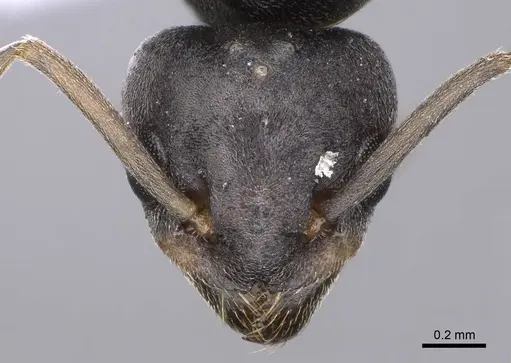 Tapinoma subboreale specimen CASENT0914257 image casent0914257_2