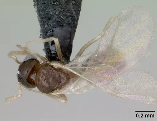 Tapinoma subtile specimen CASENT0065204 image casent0065204_1