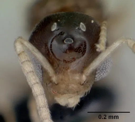 Tapinoma subtile specimen CASENT0065204 image casent0065204_2