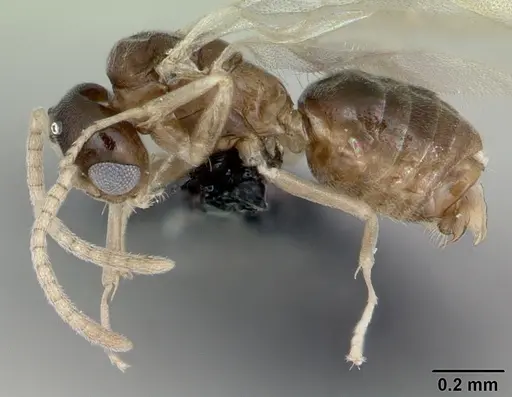 Tapinoma subtile specimen CASENT0065204 image casent0065204_3
