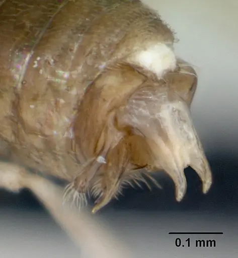 Tapinoma subtile specimen CASENT0065204 image casent0065204_4
