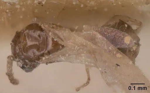 Tapinoma subtile specimen CASENT0101081 image casent0101081_1