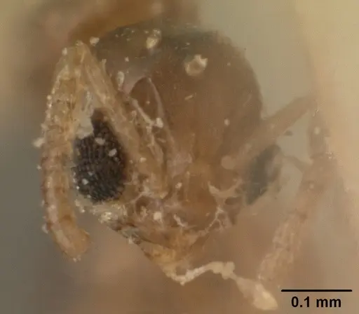 Tapinoma subtile specimen CASENT0101081 image casent0101081_2