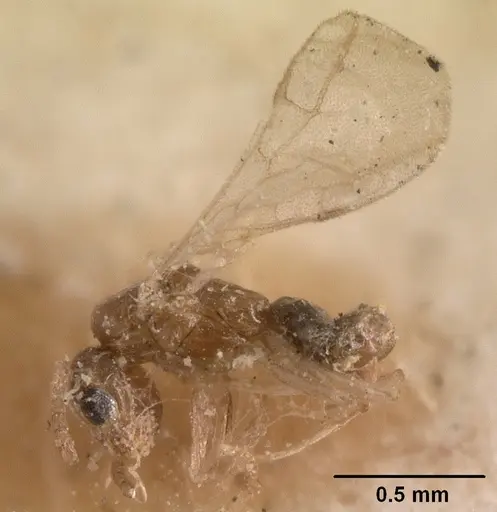 Tapinoma subtile specimen CASENT0101081 image casent0101081_3