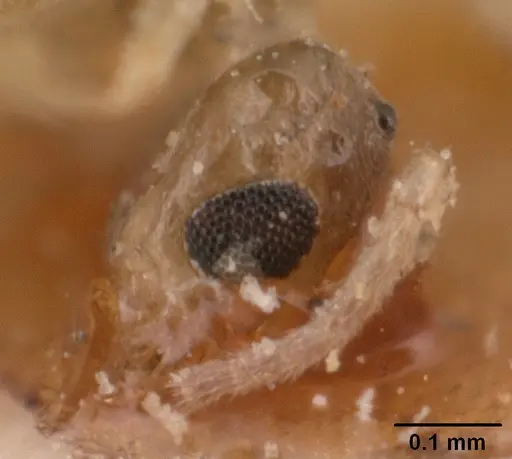 Tapinoma subtile specimen CASENT0101082 image casent0101082_2
