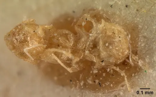 Tapinoma subtile specimen CASENT0101083 image casent0101083_1