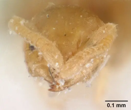Tapinoma subtile specimen CASENT0101083 image casent0101083_2