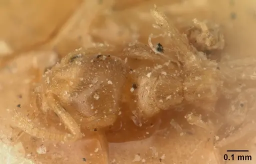 Tapinoma subtile specimen CASENT0101084 image casent0101084_1