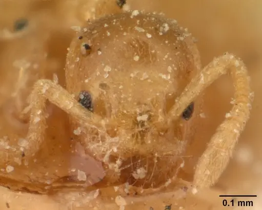 Tapinoma subtile specimen CASENT0101084 image casent0101084_2