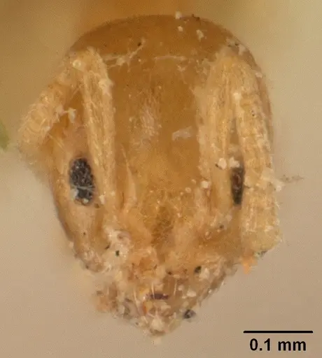Tapinoma subtile specimen CASENT0101085 image casent0101085_2
