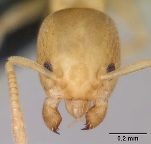Tapinoma subtile specimen CASENT0109862 image casent0109862_2