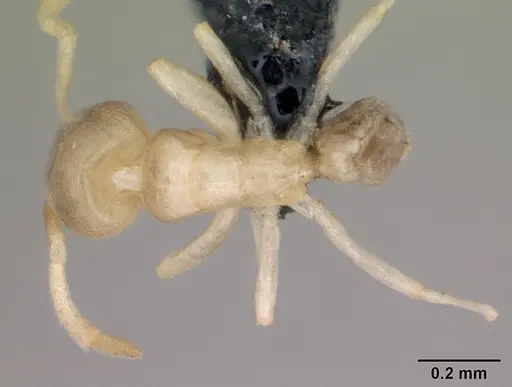Tapinoma subtile specimen CASENT0109864 image casent0109864_1
