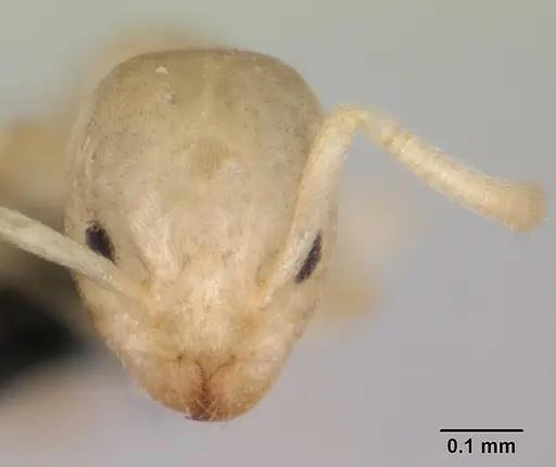 Tapinoma subtile specimen CASENT0109864 image casent0109864_2