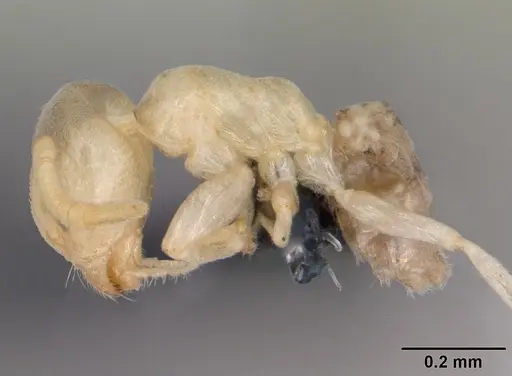 Tapinoma subtile specimen CASENT0109864 image casent0109864_3