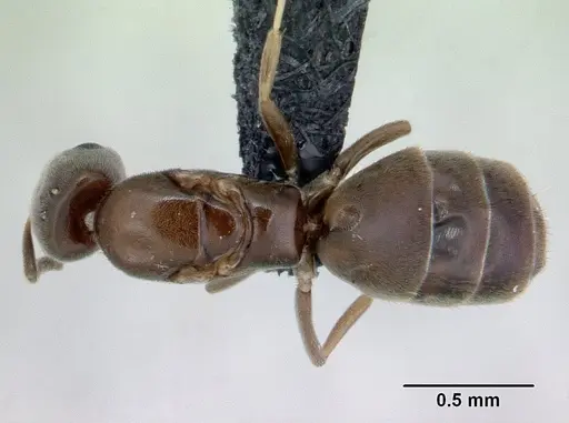 Tapinoma subtile specimen CASENT0132810 image casent0132810_1