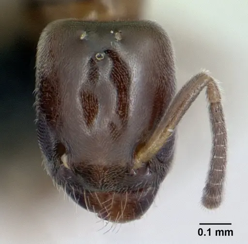 Tapinoma subtile specimen CASENT0132810 image casent0132810_2