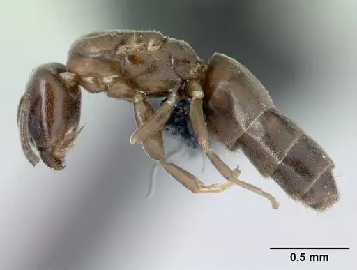Tapinoma subtile specimen CASENT0132810 image casent0132810_3