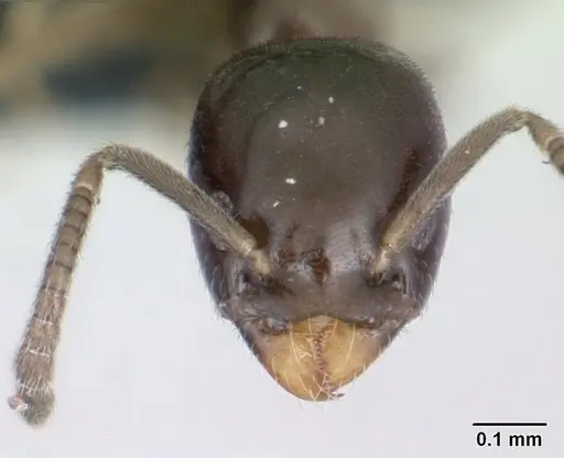 Tapinoma subtile specimen CASENT0132840 image casent0132840_2