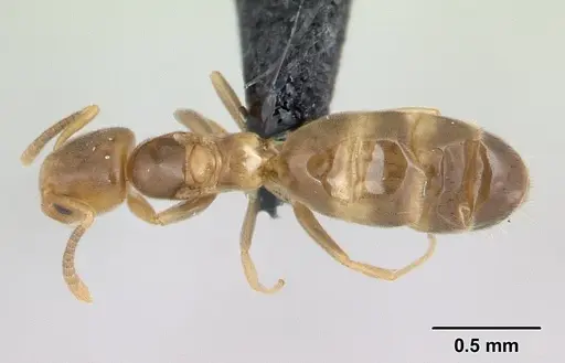 Tapinoma subtile specimen CASENT0134904 image casent0134904_1