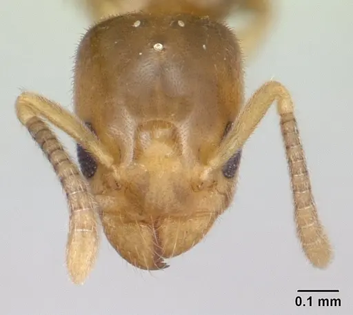 Tapinoma subtile specimen CASENT0134904 image casent0134904_2