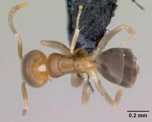 Tapinoma subtile specimen CASENT0135003 image casent0135003_1