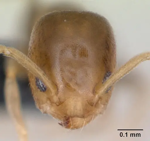 Tapinoma subtile specimen CASENT0135003 image casent0135003_2