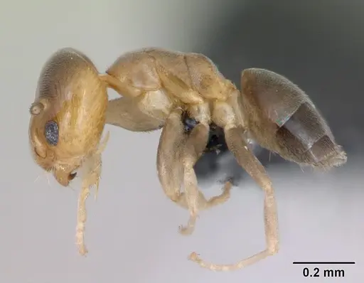 Tapinoma subtile specimen CASENT0135003 image casent0135003_3