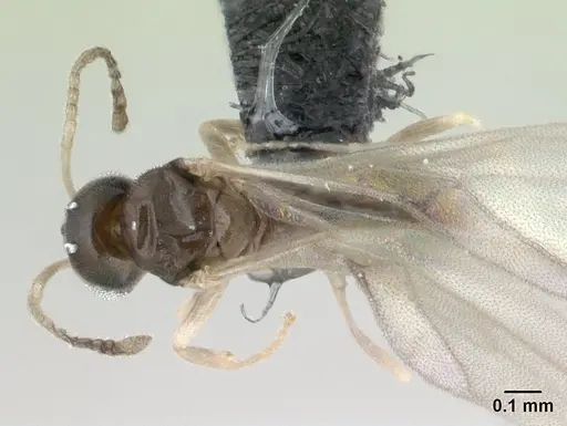 Tapinoma subtile specimen CASENT0136850 image casent0136850_1