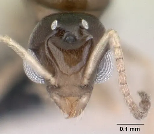 Tapinoma subtile specimen CASENT0136850 image casent0136850_2