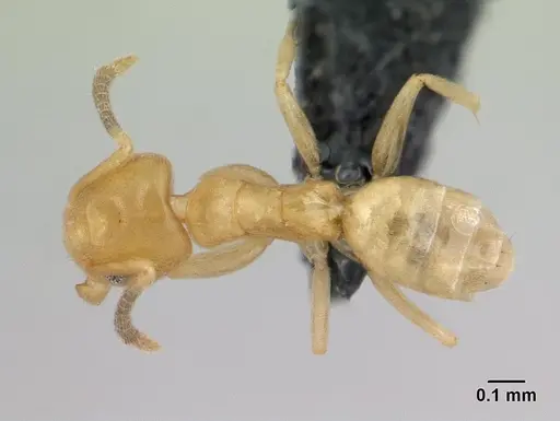 Tapinoma subtile specimen CASENT0178200 image casent0178200_1
