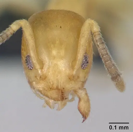 Tapinoma subtile specimen CASENT0178200 image casent0178200_2