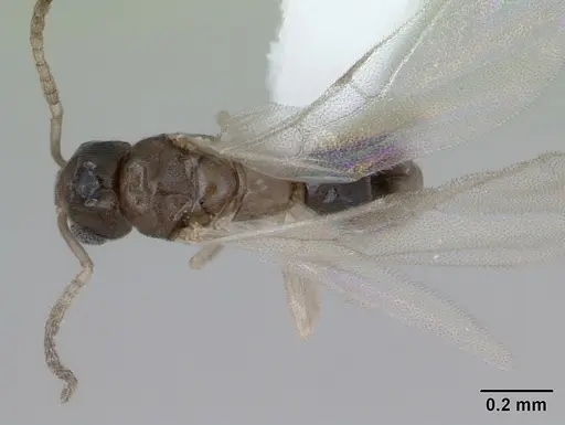 Tapinoma subtile specimen CASENT0418239 image casent0418239_1