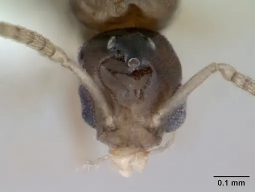Tapinoma subtile specimen CASENT0418239 image casent0418239_2