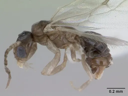 Tapinoma subtile specimen CASENT0418239 image casent0418239_3