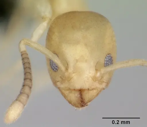 Tapinoma subtile specimen CASENT0453961 image casent0453961_2