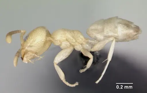 Tapinoma subtile specimen CASENT0453961 image casent0453961_3