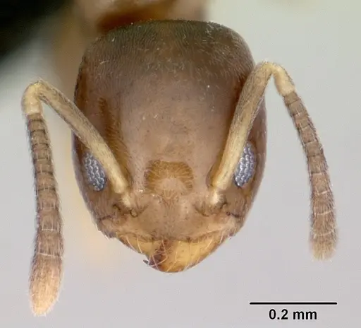 Tapinoma subtile specimen CASENT0453991 image casent0453991_2